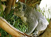 Koala, native Australian fauna.
